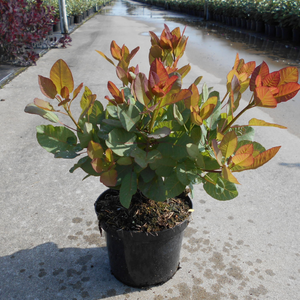 Cotinus coggygria 'Old Fashioned'